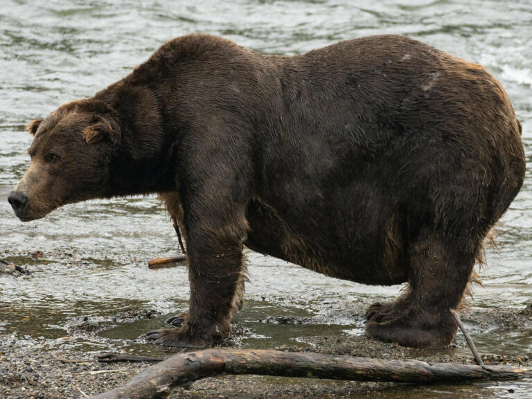 Kodiak Bears High School Football