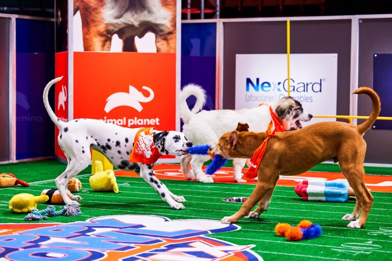 Puppy Bowl 2024 Lineup