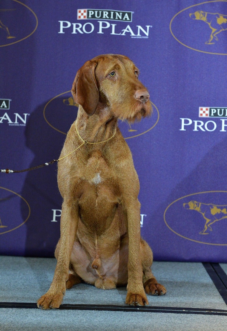 Westminster Dog Show 2024 The Ultimate Showcase of Canine Excellence!