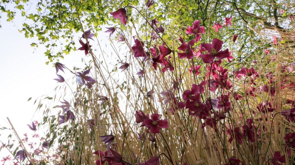 Tom Macdonald Tour 2024