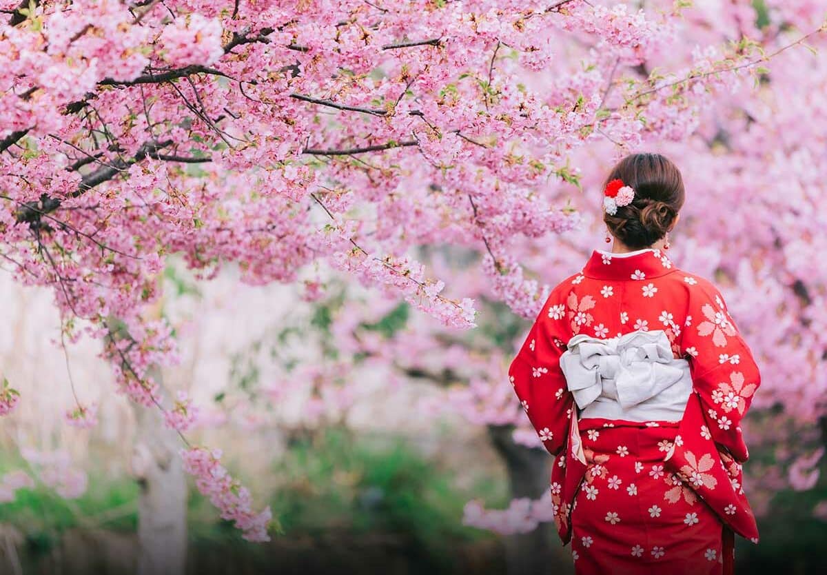 Blooming Beauty Cherry Blossom Festival Washington DC 2025 Guide