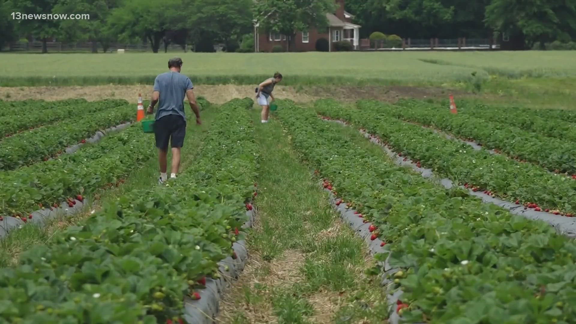 Strawberry Festival 2025 Pungo Dorita Myrtice